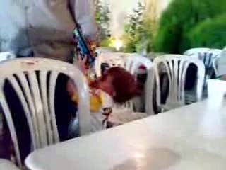 Baby Accidently Shoots Dad